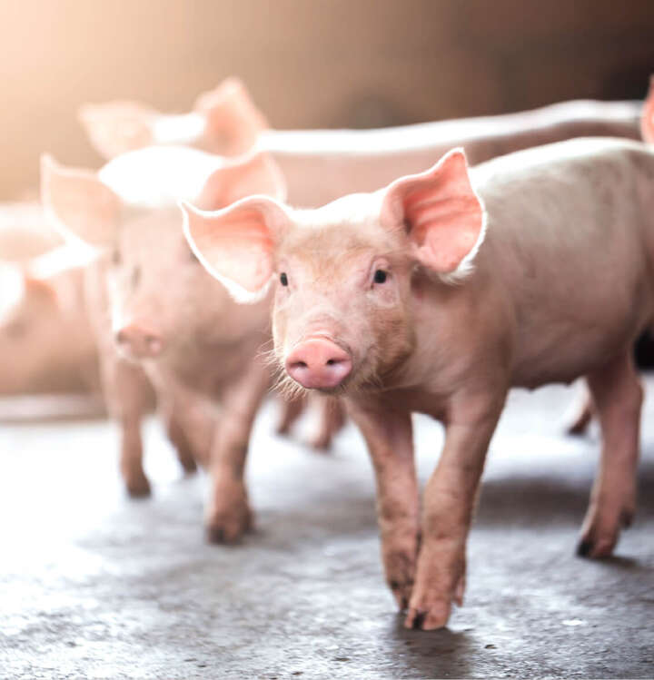 schwein blattivit protein spart futterkosten herausforderungen schwein blattivit protein spart futterkosten herausforderungen